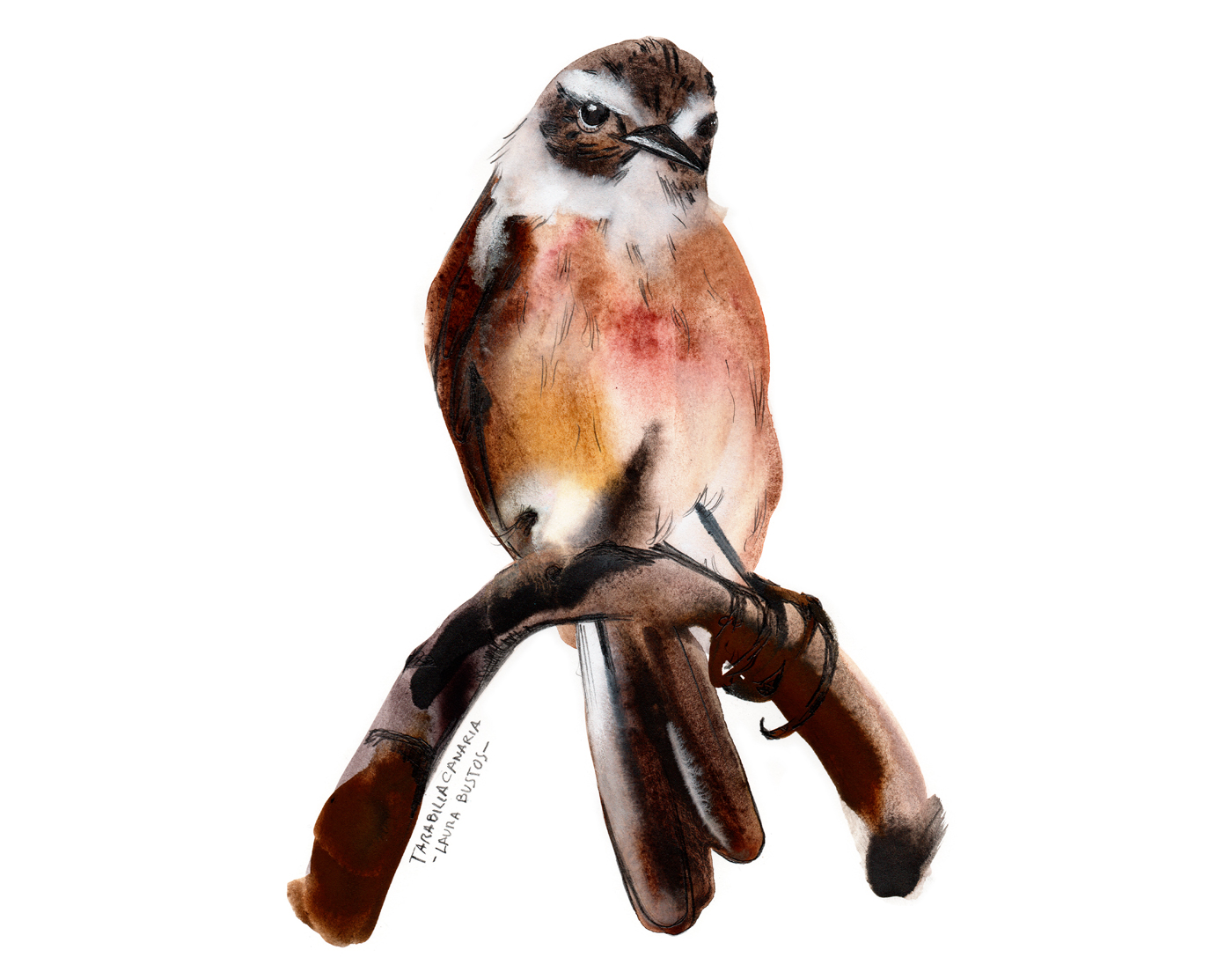 Proyecto personal pájaros Tarabilla canaria realizado en grafito acuarelable