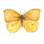 Print Mariposa Limonera de Tenerife