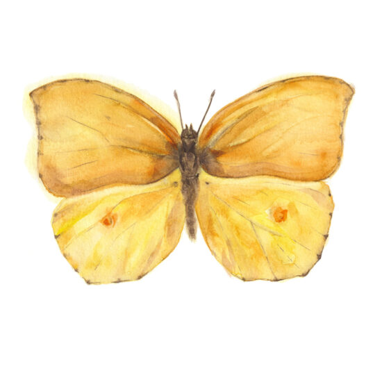 Print Mariposa Limonera de Tenerife