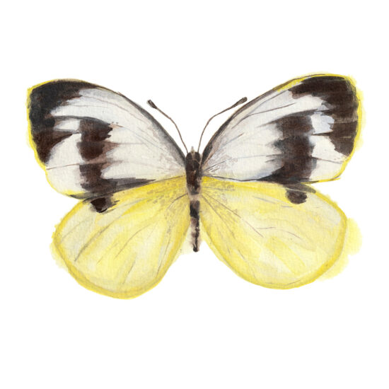 Print Mariposa capuchina común amarilla