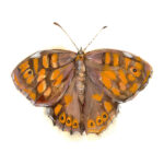 Print Mariposa maculada canaria