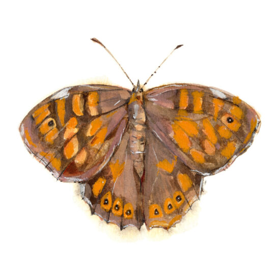 Print MariPosa maculada canaria