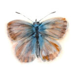 Print Mariposa manto de Canarias