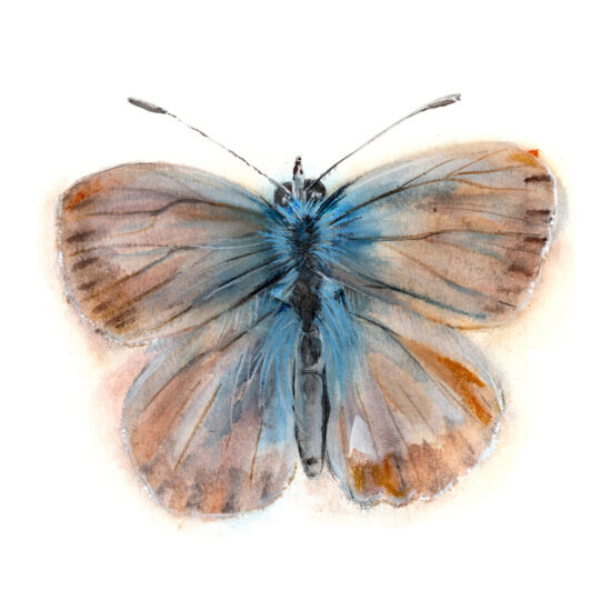 Print Mariposa manto de Canarias