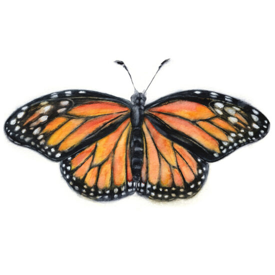 Print Mariposa monarca