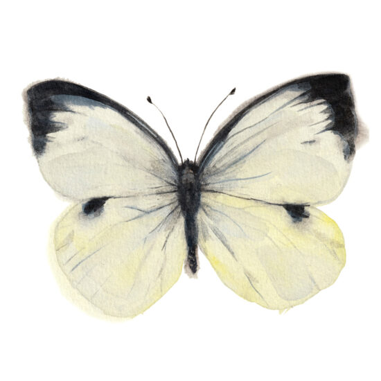 Print Mariposa capuchina común